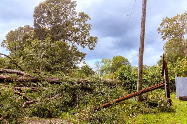 Trusted Tree Service Near Me Emergency Tree Removal & Pruning