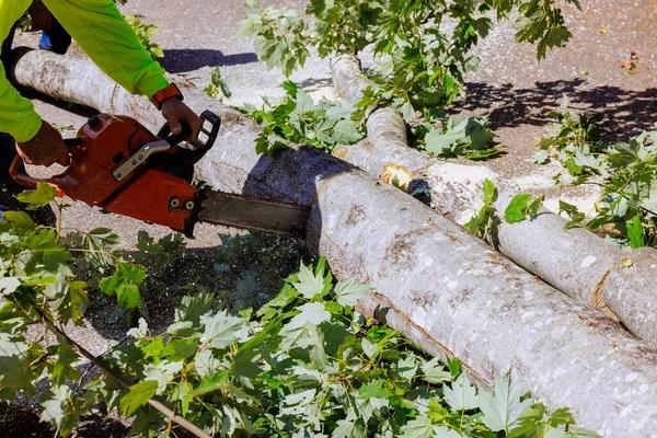Tree Wise Men Provides Emergency Tree Removal Assistance