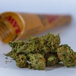 Your Essential Resource for Wiet Kopen and Premium Cannabis Choices