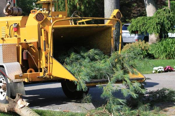Tree Removal Service Mobile to Improve Curb Appeal