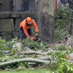 Expert Tree Service for Safe and Healthy Landscapes