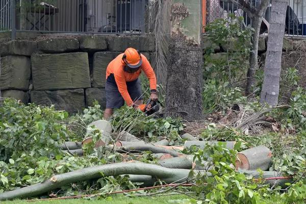 Expert Tree Service for Safe and Healthy Landscapes