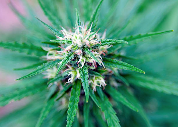 A Complete Guide to THCA Flower and THC Disposable Vapes
